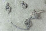 Stunning Crinoid Plate - Eight Species - Crawfordsville #95190-2